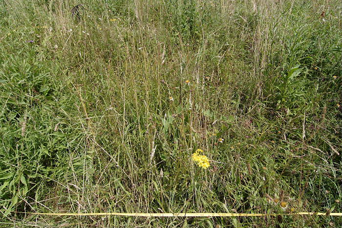 Lokation: Rösrath, Kupfersiefen Kategorien: Dauerquadrat, Datum: 03.07.2005