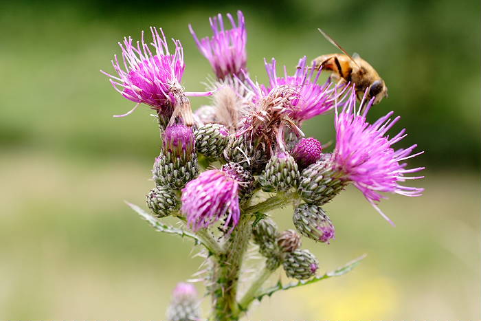 Lokation: Rösrath, Kupfersiefen Kategorien: Blüte, Datum: 03.07.2005