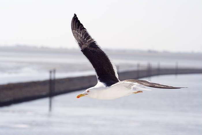 Lokation: Ostfriesland, Norddeich Kategorien: Vögel, Datum: 12.07.2005