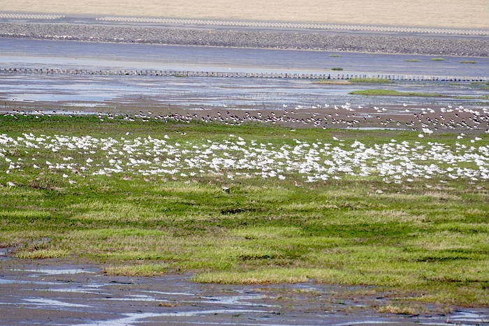 Lokation: Ostfriesland, Norddeich Kategorien: Vögel, Datum: 12.07.2005