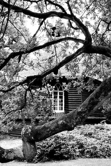 Lokation: Ostfriesland, Lütesburg Kategorien: Garten, Schwarzweiß, Datum: 13.07.2005