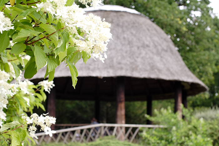 Lokation: Ostfriesland, Lütesburg Kategorien: Garten, Datum: 13.07.2005
