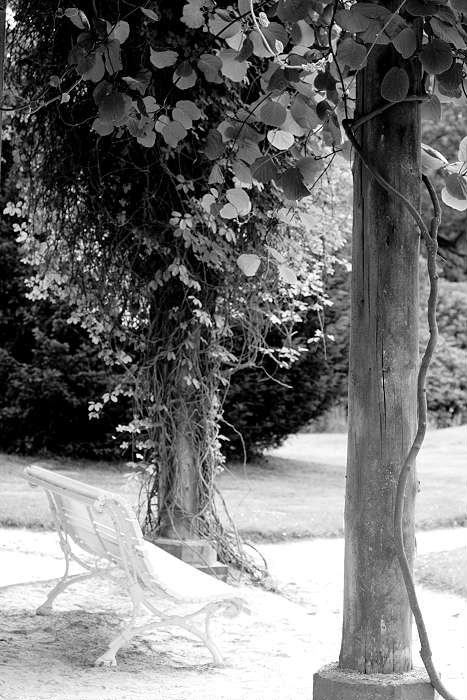 Lokation: Ostfriesland, Lütesburg Kategorien: Garten, Schwarzweiß, Datum: 13.07.2005