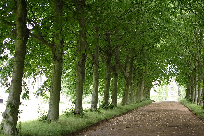 Lokation: Ostfriesland, Lütesburg Kategorien: Baum, Datum: 13.07.2005
