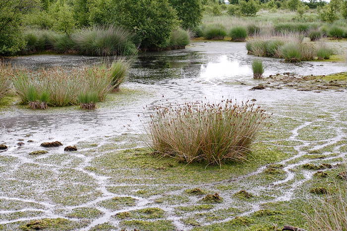 Lokation: Ostfriesland, Ewiges Meer Kategorien: Sumpf, Datum: 16.07.2005