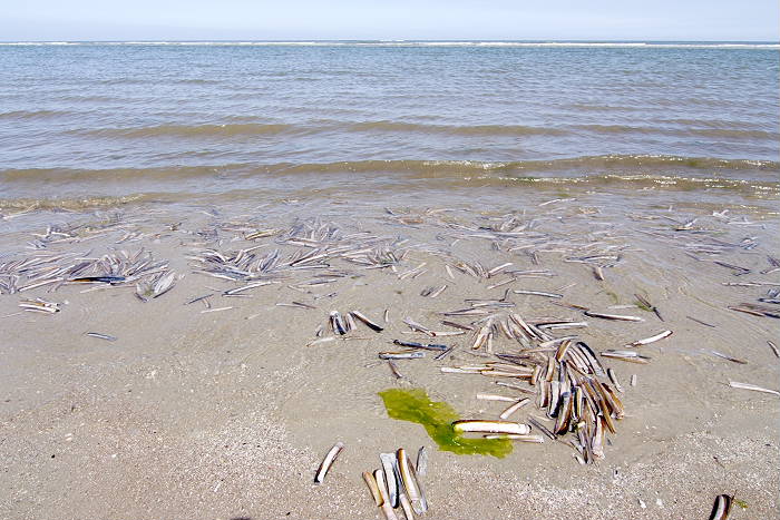 Lokation: Ostfriesland, Juist Kategorien: Meer, Datum: 18.07.2005