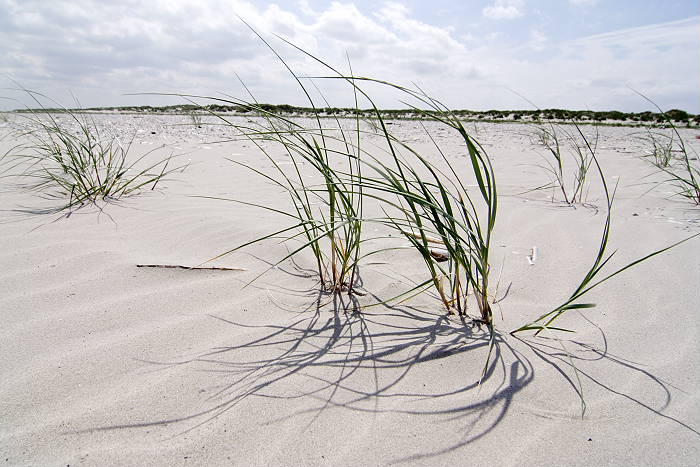 Lokation: Ostfriesland, Juist Kategorien: Habitus, Strand, Datum: 18.07.2005