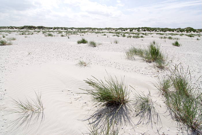 Lokation: Ostfriesland, Juist Kategorien: Vegetation, Strand, Datum: 18.07.2005