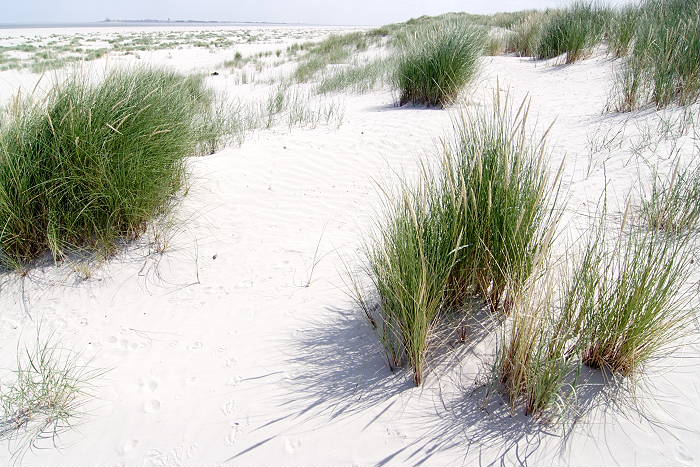 Lokation: Ostfriesland, Juist Kategorien: Vegetation, Strand, Datum: 18.07.2005