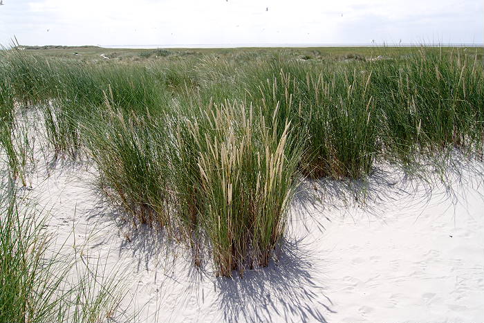 Lokation: Ostfriesland, Juist Kategorien: Vegetation, Strand, Datum: 18.07.2005