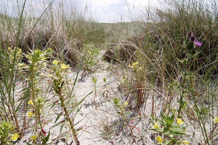 Lokation: Ostfriesland, Juist Kategorien: Vegetation, Strand, Datum: 18.07.2005