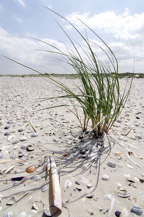 Lokation: Ostfriesland, Juist Kategorien: Habitus, Strand, Datum: 18.07.2005