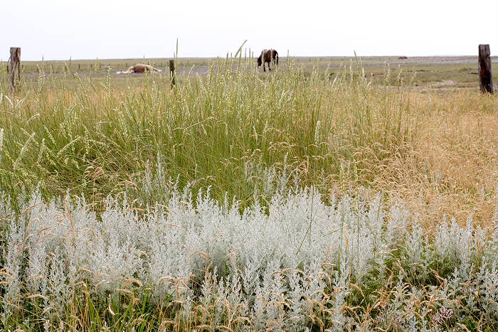 Lokation: Ostfriesland, Juist Kategorien: Vegetation, Datum: 18.07.2005