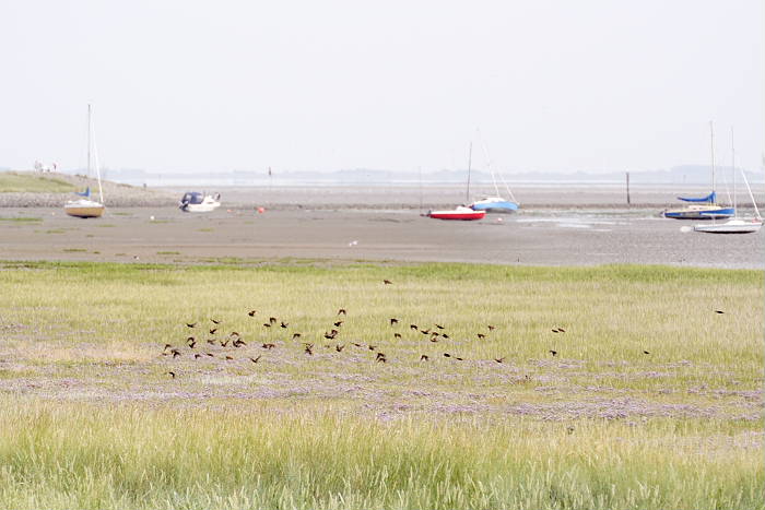 Lokation: Ostfriesland, Juist Kategorien: Vegetation, Boote, Datum: 18.07.2005