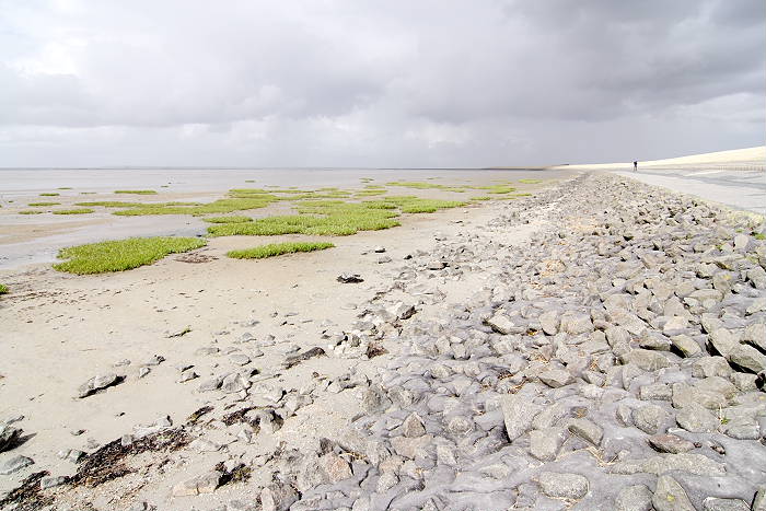 Lokation: Ostfriesland, Norddeich Kategorien: Meer, Vegetation, Datum: 20.07.2005