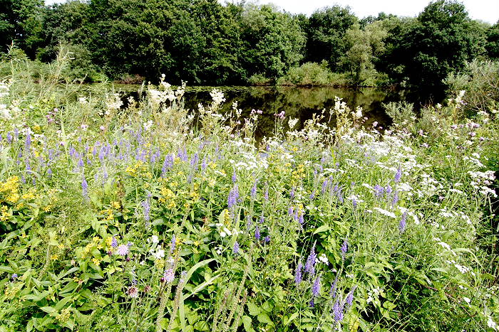 Lokation: Niedersachsen, Borkener Paradies Kategorien: Vegetation, Datum: 24.07.2005