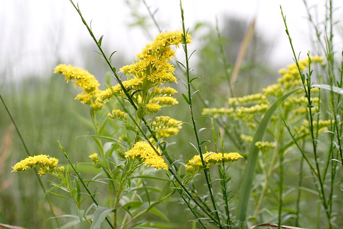 Lokation: Wahner Heide, Geisterbusch Kategorien: Blüte, Datum: 11.09.2005
