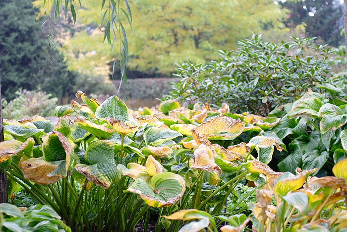 Lokation: Freising, Botanischer Garten Kategorien: Garten, Datum: 08.10.2005