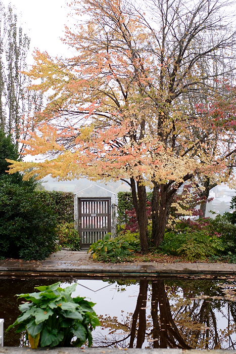 Lokation: Freising, Botanischer Garten Kategorien: Garten, Datum: 08.10.2005