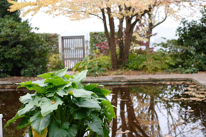 Lokation: Freising, Botanischer Garten Kategorien: Garten, Datum: 08.10.2005