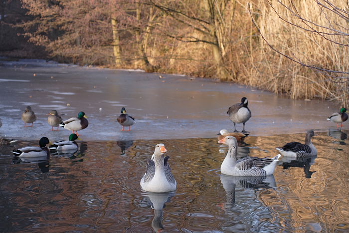 Lokation: Bergisch Gladbach, Saaler Mühle Kategorien: See, Datum: 28.01.2006