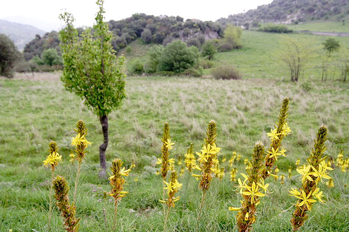 Lokation: Sizilien, Madonie Kategorien: Vegetation, Datum: 11.04.2006