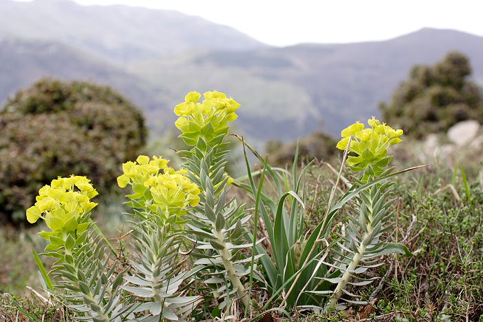 Lokation: Sizilien, Madonie Kategorien: Habitus, Datum: 11.04.2006
