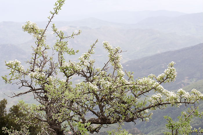Lokation: Sizilien, Madonie Kategorien: Habitus, Datum: 11.04.2006