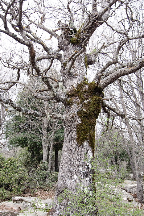 Lokation: Sizilien, Madonie Kategorien: Baum, Datum: 11.04.2006