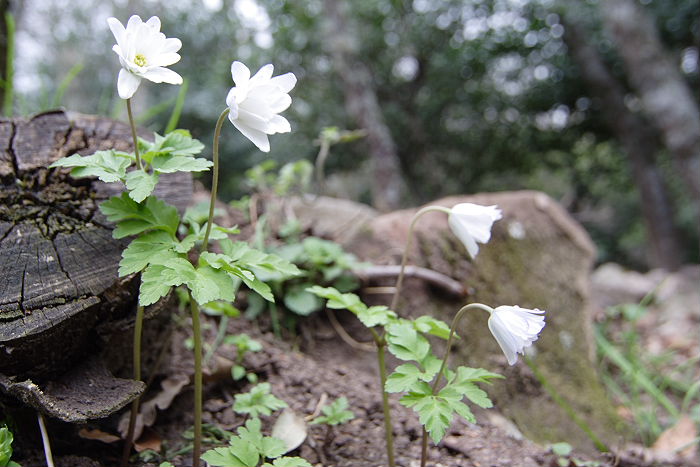 Lokation: Sizilien, Madonie Kategorien: Habitus, Datum: 11.04.2006