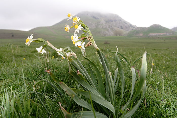 Lokation: Sizilien, Madonie Kategorien: Habitus, Datum: 13.04.2006