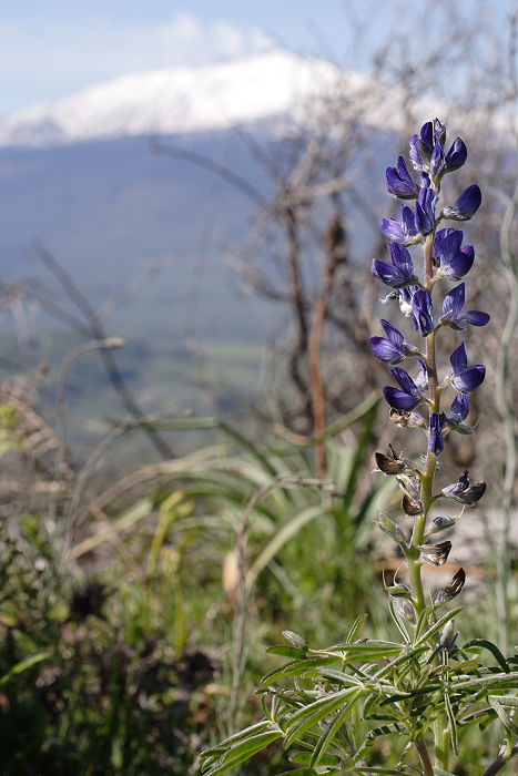 Lokation: Sizilien, Ätna Kategorien: Habitus, Datum: 15.04.2006