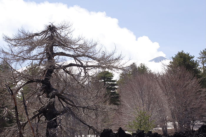 Lokation: Sizilien, Ätna Kategorien: Geologie, Datum: 15.04.2006