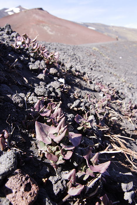 Lokation: Sizilien, Ätna Kategorien: Habitus, Geologie, Datum: 15.04.2006