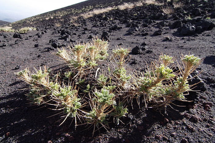 Lokation: Sizilien, Ätna Kategorien: Habitus, Geologie, Datum: 15.04.2006