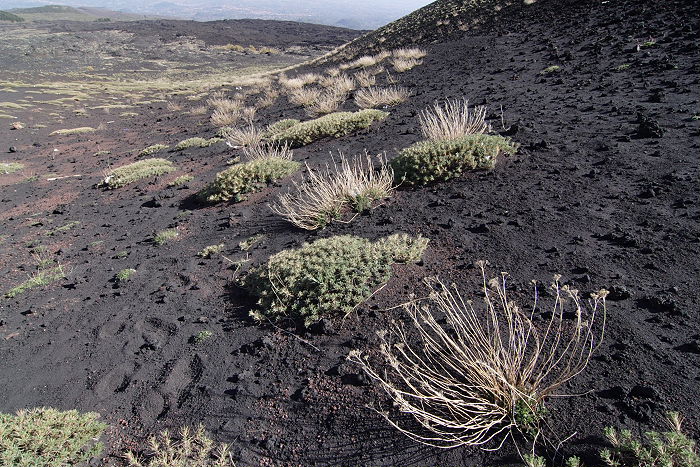 Lokation: Sizilien, Ätna Kategorien: Vegetation, Geologie, Datum: 15.04.2006