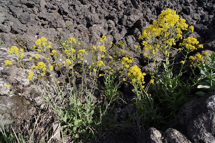 Lokation: Sizilien, Ätna Kategorien: Habitus, Datum: 15.04.2006