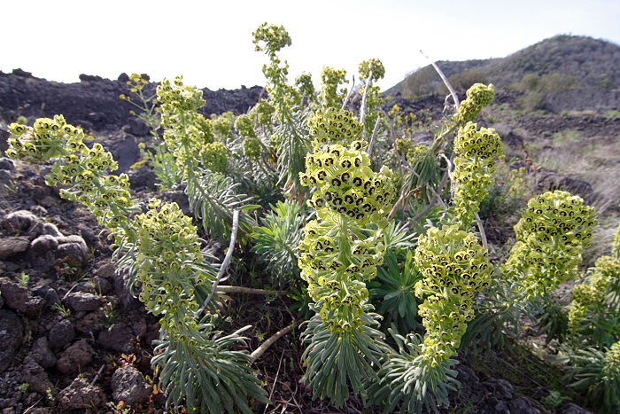 Lokation: Sizilien, Ätna Kategorien: Habitus, Datum: 15.04.2006