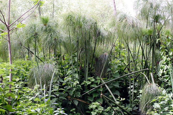 Lokation: Sizilien, Fiumefreddo Kategorien: Habitus, Datum: 17.04.2006