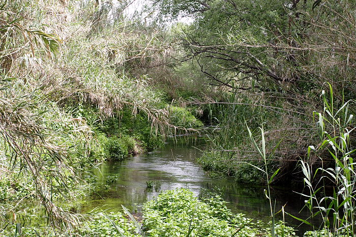 Lokation: Sizilien, Fiumefreddo Kategorien: Vegetation, Datum: 17.04.2006
