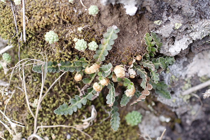 Lokation: Sizilien, Fiumefreddo Kategorien: Habitus, Datum: 17.04.2006