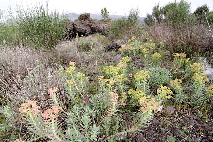 Lokation: Sizilien, Fiumefreddo Kategorien: Vegetation, Datum: 17.04.2006
