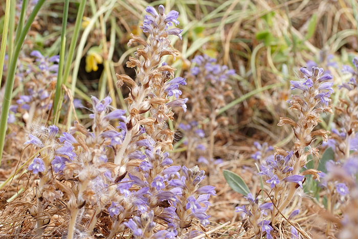 Lokation: Sizilien, Oasi del Simeto Kategorien: Habitus, Datum: 19.04.2006