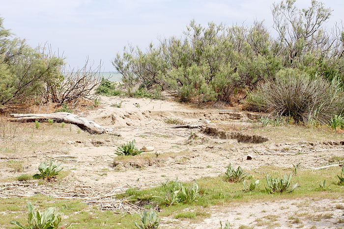 Lokation: Sizilien, Oasi del Simeto Kategorien: Vegetation, Datum: 19.04.2006