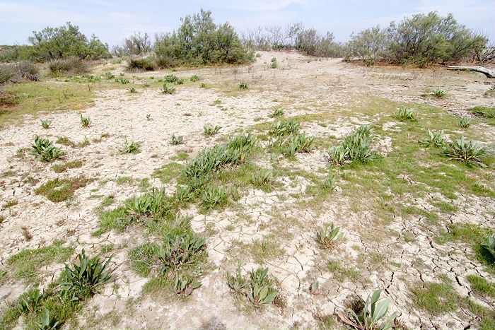 Lokation: Sizilien, Oasi del Simeto Kategorien: Vegetation, Datum: 19.04.2006