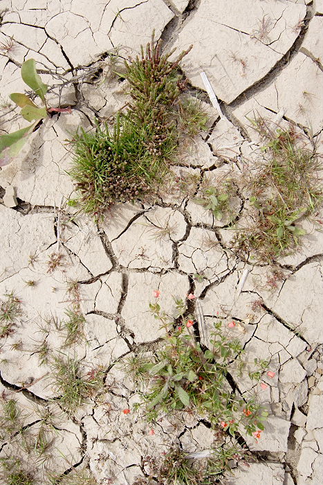 Lokation: Sizilien, Oasi del Simeto Kategorien: Vegetation, Datum: 19.04.2006