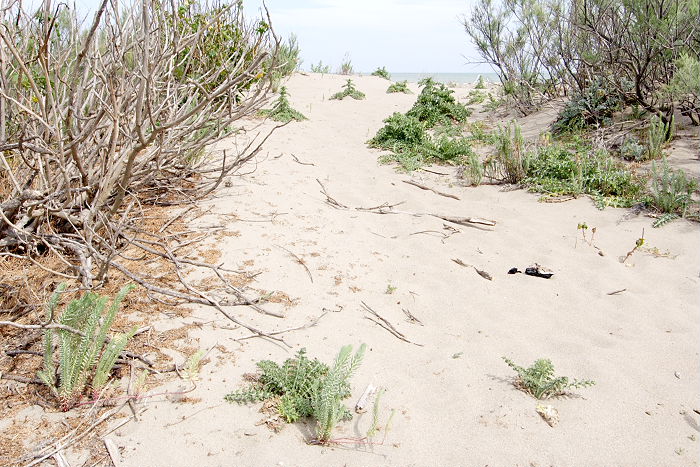 Lokation: Sizilien, Oasi del Simeto Kategorien: Vegetation, Datum: 19.04.2006