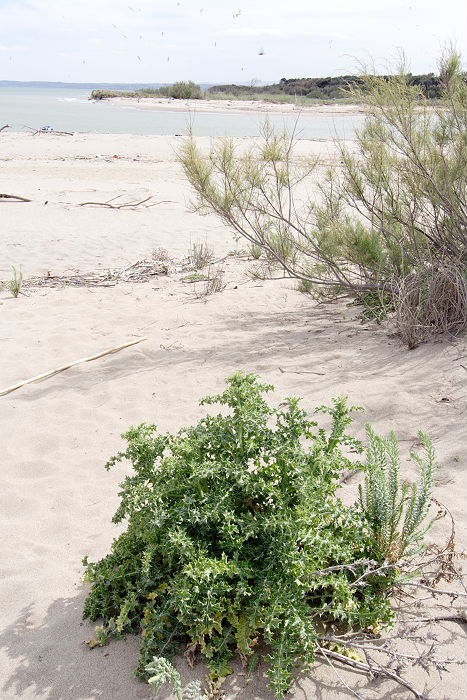 Lokation: Sizilien, Oasi del Simeto Kategorien: Vegetation, Fluss, Datum: 19.04.2006