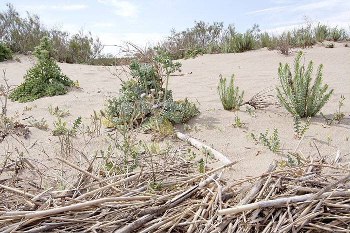 Lokation: Sizilien, Oasi del Simeto Kategorien: Strand, Datum: 19.04.2006