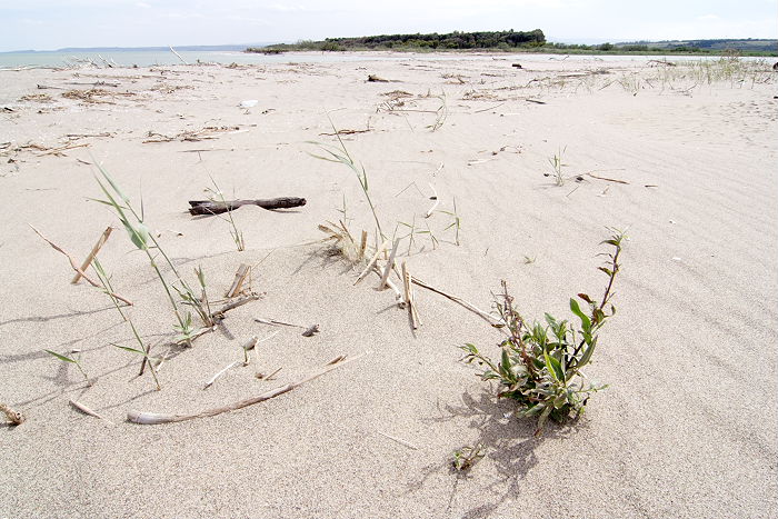 Lokation: Sizilien, Oasi del Simeto Kategorien: Strand, Datum: 19.04.2006